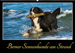 Kalender Berner Sennenhunde am Strand (Wandkalender 2022 DIN A2 quer) von Sigrid Starick