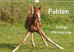 Kalender Fohlen - Lustige Pferdekinder (Wandkalender 2022 DIN A4 quer) von Meike Bölts