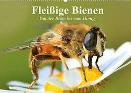 Kalender Fleißige Bienen. Von der Blüte bis zum Honig (Wandkalender 2022 DIN A2 quer) von Elisabeth Stanzer