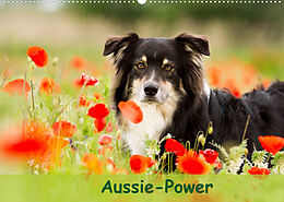 Kalender Aussie-Power (Wandkalender 2022 DIN A2 quer) von Andrea Mayer