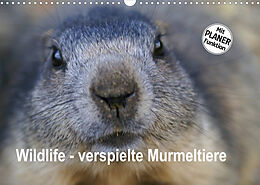 Kalender Wildlife - Verspielte Murmeltiere (Wandkalender 2022 DIN A3 quer) von Susan Michel / CH