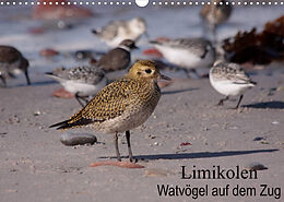 Kalender Limikolen Watvögel auf dem Zug (Wandkalender 2022 DIN A3 quer) von Winfried Erlwein