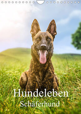 Kalender Hundeleben Schäferhund (Wandkalender 2022 DIN A4 hoch) von Schuberts-Fotografie
