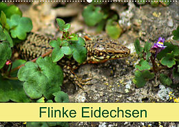 Kalender Flinke Eidechsen (Wandkalender 2022 DIN A2 quer) von Kattobello