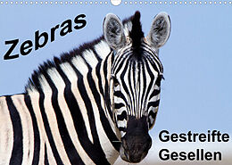 Kalender Zebras - Gestreifte Gesellen (Wandkalender 2022 DIN A3 quer) von Angelika Stern
