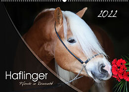 Kalender Haflinger-Pferde in Reinzucht (Wandkalender 2022 DIN A2 quer) von Natural-Golden.de