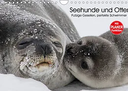 Kalender Seehunde und Otter. Putzige Gesellen, perfekte Schwimmer (Wandkalender 2022 DIN A4 quer) von Elisabeth Stanzer