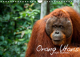 Kalender Orang Utans von Borneo Tierkalender 2022 (Wandkalender 2022 DIN A4 quer) von Attila Arndt