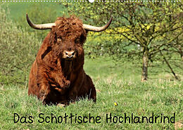 Kalender Das Schottische Hochlandrind (Wandkalender 2022 DIN A2 quer) von Christine Schmutzler-Schaub