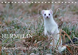Kalender Hermelin - das wieselflinke Raubtier (Tischkalender 2022 DIN A5 quer) von Günter Bachmeier