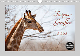 Kalender Twigas - Giraffen (Wandkalender 2022 DIN A4 quer) von ©Kirsten und Holger Karius