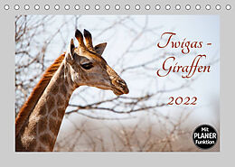 Kalender Twigas - Giraffen (Tischkalender 2022 DIN A5 quer) von ©Kirsten und Holger Karius