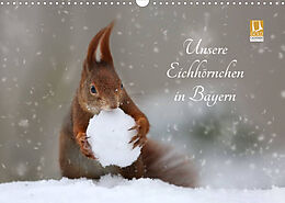 Kalender Unsere Eichhörnchen in Bayern (Wandkalender 2022 DIN A3 quer) von Birgit Cerny
