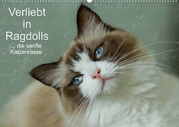 Kalender Verliebt in Ragdolls ... die sanfte Katzenrasse (Wandkalender 2022 DIN A2 quer) von Marion Reiß-Seibert