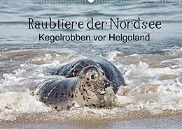 Kalender Raubtier der Nordsee - Kegelrobben vor Helgoland (Wandkalender 2022 DIN A2 quer) von Udo Quentin