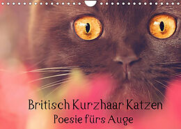 Kalender Britisch Kurzhaar Katzen - Poesie fürs Auge (Wandkalender 2022 DIN A4 quer) von Janina Bürger Wabi-Sabi Tierfotografie