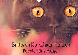 Kalender Britisch Kurzhaar Katzen - Poesie fürs Auge (Wandkalender 2022 DIN A3 quer) von Janina Bürger Wabi-Sabi Tierfotografie