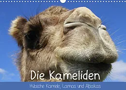 Kalender Die Kameliden. Hübsche Kamele, Lamas und Alpakas (Wandkalender 2022 DIN A3 quer) von Elisabeth Stanzer