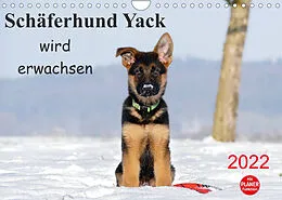 Kalender Schäferhund Yack wird erwachsenCH-Version (Wandkalender 2022 DIN A4 quer) von Petra Schiller