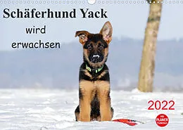 Kalender Schäferhund Yack wird erwachsenCH-Version (Wandkalender 2022 DIN A3 quer) von Petra Schiller