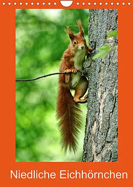 Kalender Niedliche Eichhörnchen (Wandkalender 2022 DIN A4 hoch) von Kattobello