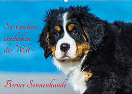 Kalender Seebärchen entdecken die Welt - Berner Sennenhunde (Wandkalender 2022 DIN A2 quer) von Sigrid Starick