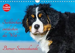 Kalender Seebärchen entdecken die Welt - Berner Sennenhunde (Wandkalender 2022 DIN A4 quer) von Sigrid Starick
