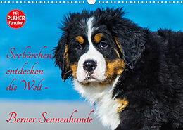 Kalender Seebärchen entdecken die Welt - Berner Sennenhunde (Wandkalender 2022 DIN A3 quer) von Sigrid Starick
