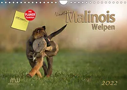 Kalender Niedliche Malinois Welpen (Wandkalender 2022 DIN A4 quer) von Martina Wrede