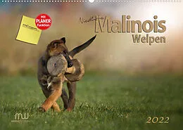 Kalender Niedliche Malinois Welpen (Wandkalender 2022 DIN A2 quer) von Martina Wrede