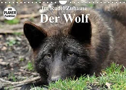 Kalender Im Rudel Zuhause - Der Wolf (Wandkalender 2022 DIN A4 quer) von Arno Klatt