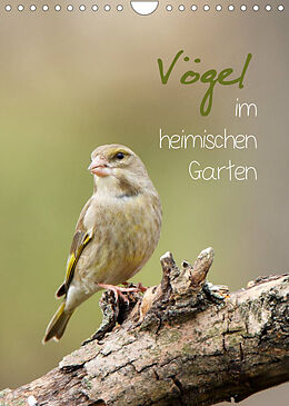 Kalender Vögel im heimischen Garten (Wandkalender 2022 DIN A4 hoch) von Heidi Spiegler