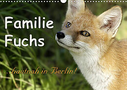 Kalender Familie Fuchs hautnah in Berlin (Wandkalender 2022 DIN A3 quer) von Sabine Brinker