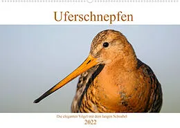 Kalender Uferschnepfen - Die eleganten Vögel mit dem langen Schnabel (Wandkalender 2022 DIN A2 quer) von Christof Wermter