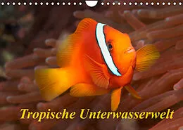 Kalender Tropische Unterwasserwelt (Wandkalender 2022 DIN A4 quer) von Martin Rauchenwald