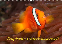 Kalender Tropische Unterwasserwelt (Wandkalender 2022 DIN A3 quer) von Martin Rauchenwald