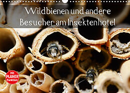 Kalender Wildbienen und andere Besucher am Insektenhotel (Wandkalender 2022 DIN A3 quer) von Anja Frost