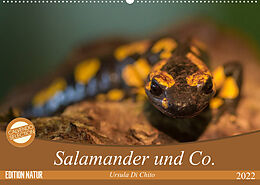 Kalender Salamander und Co. (Wandkalender 2022 DIN A2 quer) von Ursula Di Chito