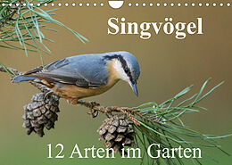 Kalender Singvögel - 12 Arten im Garten (Wandkalender 2022 DIN A4 quer) von BIA birdimagency