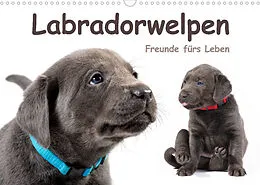Kalender Labradorwelpen - Freunde fürs Leben (Wandkalender 2022 DIN A3 quer) von photodesign KRÄTSCHMER