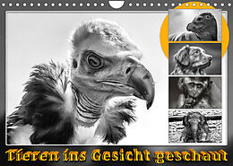 Kalender Tieren ins Gesicht geschaut (Wandkalender 2022 DIN A4 quer) von Dieter Gödecke