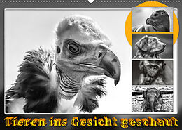 Kalender Tieren ins Gesicht geschaut (Wandkalender 2022 DIN A2 quer) von Dieter Gödecke