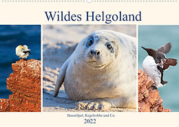 Kalender Wildes Helgoland - Basstölpel, Kegelrobbe und Co. 2022 (Wandkalender 2022 DIN A2 quer) von Daniela Beyer (Moqui)