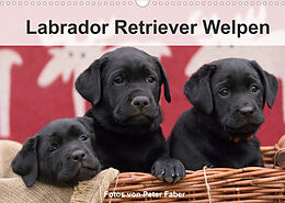 Kalender Labrador Retriever Welpen (Wandkalender 2022 DIN A3 quer) von Peter Faber