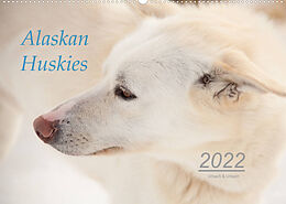 Kalender Alaskan Huskies (Wandkalender 2022 DIN A2 quer) von Urbach &amp; Urbach