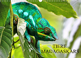 Kalender Tiere Madagaskars (Wandkalender 2022 DIN A3 quer) von Céline Baur