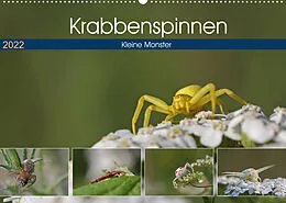 Kalender Krabbenspinnen - Kleine Monster (Wandkalender 2022 DIN A2 quer) von juehust
