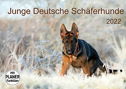 Kalender Junge Deutsche Schäferhunde (Wandkalender 2022 DIN A2 quer) von Petra Schiller