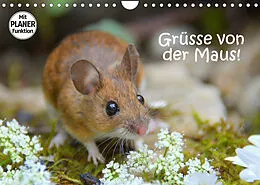 Kalender Grüsse von der Maus! (Wandkalender 2022 DIN A4 quer) von GUGIGEI