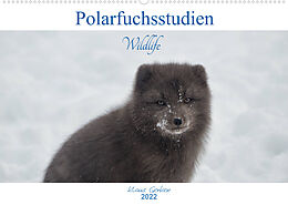 Kalender Polarfuchsstudien Wildlife (Wandkalender 2022 DIN A2 quer) von Klaus Gerken